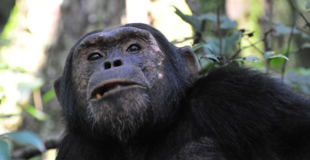 chimpanzee habituation